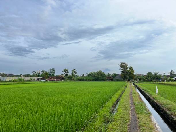 istock Green paddy field with water irrigation on the middle 1459255842
