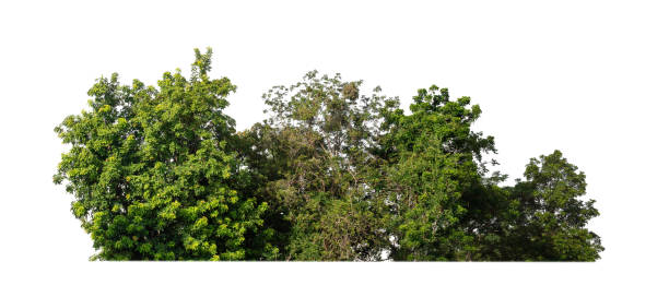 istock Forest and foliage in summer isolated on white background 1459256719