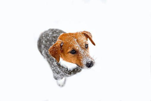 Dog breed Jack Russell Terrier sits on the snow in the winter on the street. The muzzle of an animal in snowflakes. Looking into the camera. Selective focus on the eyes. The concept of the relationship between a dog and a person.
