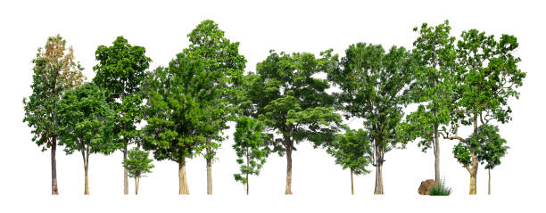 istock Trees green island isolated on white background. 1459256820