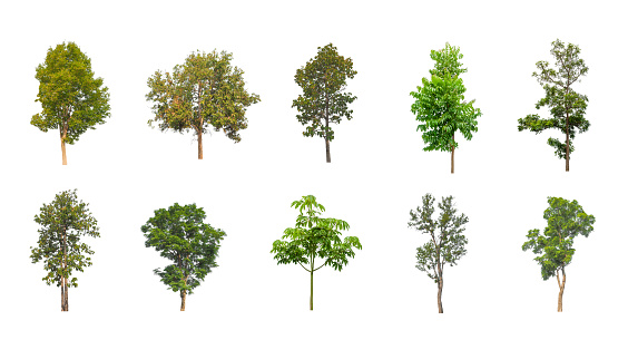 Set of Isolated trees on white background , The collection of trees