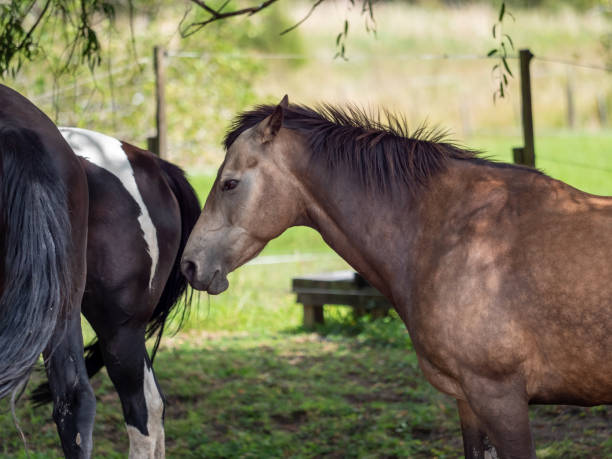 istock Horse headshot portrait 1459256988