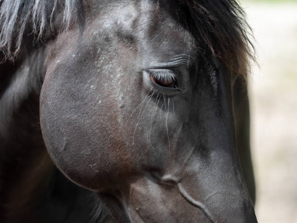 Horse headshot portrait