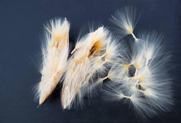istock Adenium seed pod on black background 1459257099