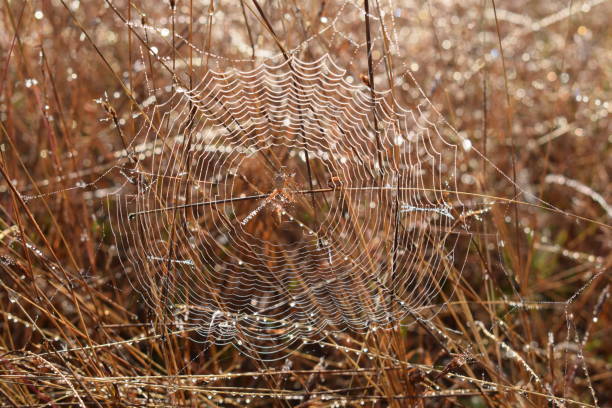 Spider Web stock photo