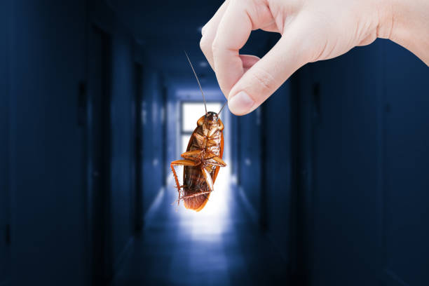 istock Hand holding cockroach with inside the building background, eliminate cockroach in building, apartment, house, city, Cockroaches as carriers of disease eliminated idea get rid of insects and put insect protection systems 1459257250