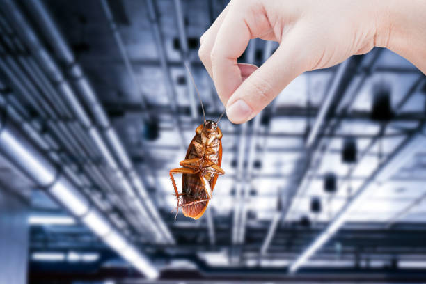 istock Hand holding cockroach with inside the building background, eliminate cockroach in building, apartment, house, city, Cockroaches as carriers of disease eliminated idea get rid of insects and put insect protection systems 1459257763