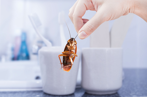 Hand holding cockroach with restroom bathroom background, eliminate cockroach in house, Cockroaches as carriers of disease