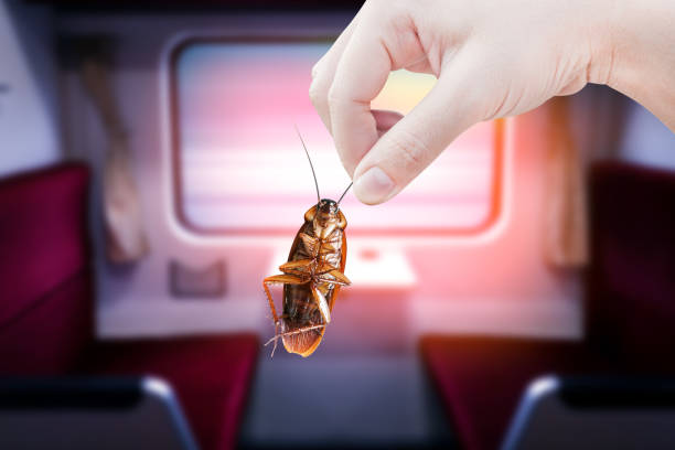 Hand holding cockroach with inside the train background, eliminate cockroach in vehicle building, apartment, house, Cockroaches carriers of disease eliminated idea get rid insects and put insect protection systems