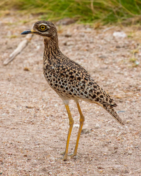 thicknee manchado (burhinus capensis) em pé no parque nacional de amboseli, quênia - stone curlew - fotografias e filmes do acervo