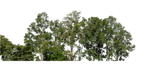 istock Forest and foliage in summer for both printing and web pages isolated on white background 1459257923