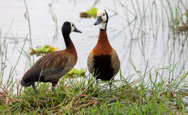istock Two white-faced whistling ducks (Dendrocygna viduata) standing by the water 1459258071