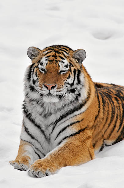 istock Amur Tiger (Panthera tigris altaica) Lies in Snow 145925916