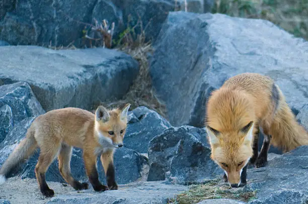A red fax mother shows her young spring kit / puppy around the Rocky Mountains in Boulder, Colorado,