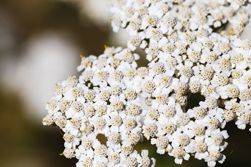 Close-up of a yarrow flower. Yarrow Achillea blooms in the wild among grasses.