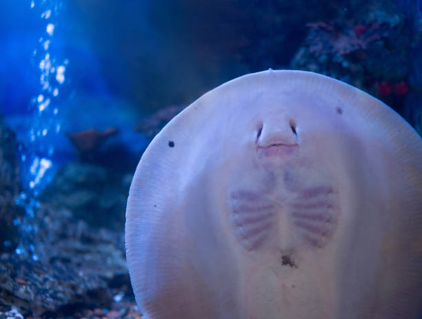 istock Underside of Stingray, showing mouth and gill slits. 1459260452