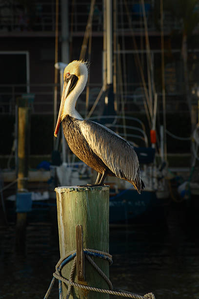 istock Pelican at the pier 145926085