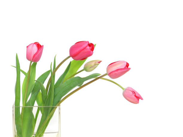 red tulips in a vase.