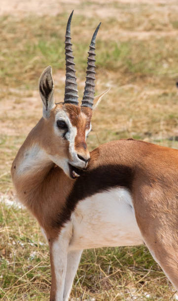 istock Grant's gazelle (Nanger granti) grooming 1459261352
