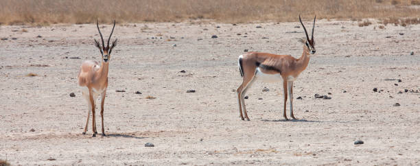 istock Two Grant's gazelles (Nanger granti) standing on dry ground 1459261373