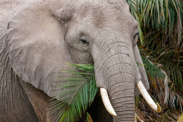 istock African elephant (Lexodonta africana) feeding on the branch of a tree 1459261445