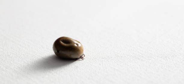 A big drunk tick lying on a white studio background. Copy space. Banner. Concept of animals as disease carrier such as Lyme disease and tick-borne encephalitis. Dangerous bloodsucker. Forest parasite. una gran garrapata borracha acostada sobre un fondo de estudio blanco. espacio de copia. estandarte. concepto de animales como portadores de enfermedades como la enfermedad de lyme y la encefalitis transmitida por garrapatas. peligroso chupasangre. parási