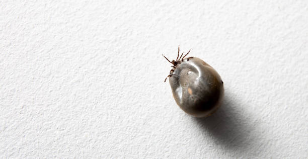 A big drunk tick lying on a white studio background. Copy space. Banner. Concept of animals as disease carrier such as Lyme disease and tick-borne encephalitis. Dangerous bloodsucker. Forest parasite. una gran garrapata borracha acostada sobre un fondo de estudio blanco. espacio de copia. estandarte. concepto de animales como portadores de enfermedades como la enfermedad de lyme y la encefalitis transmitida por garrapatas. peligroso chupasangre. parási