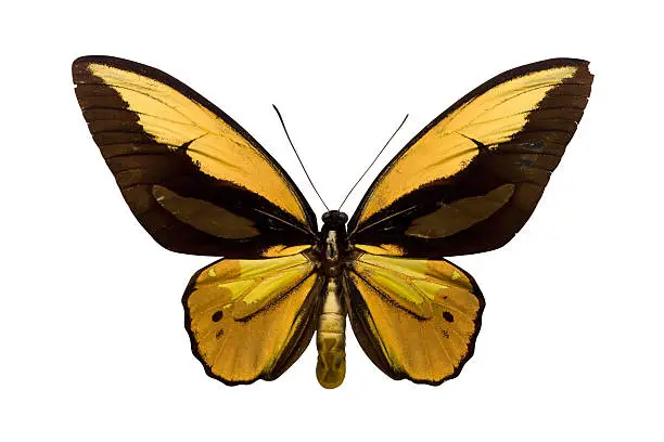 Top view on an exotic butterfly isolated on a white background.