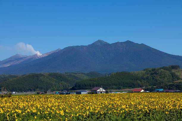 istock Autumn fields and Mt. Furano 1459263887
