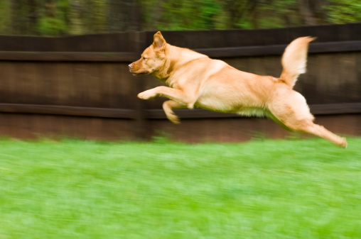 Dog running and jumping in backyard.