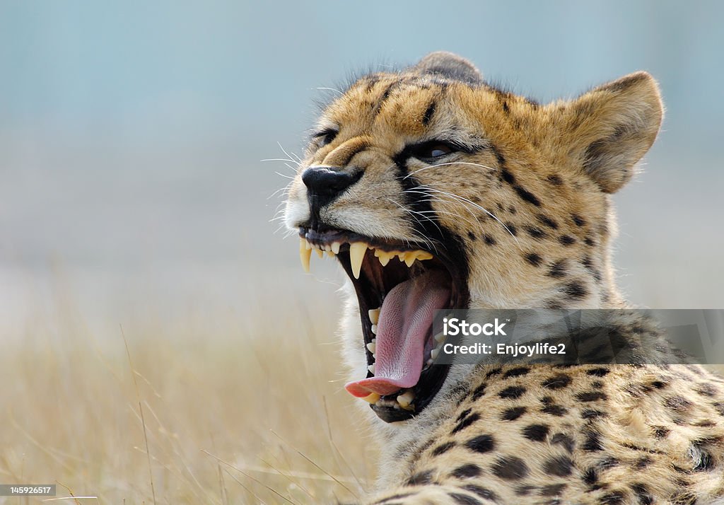 Belo guepardo - Foto de stock de Acinonyx Jubatus royalty-free