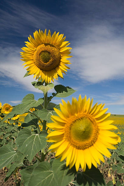 Two sunflowers stock photo