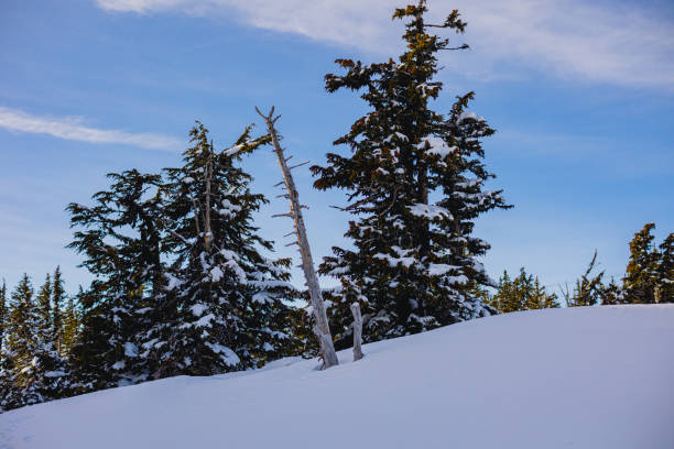 Trees in a snow covered area on Mount Hood, in Oregon.