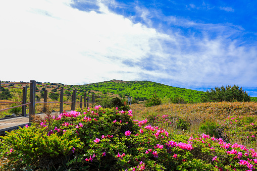 It is a beautiful spring landscape with azalea flowers in full bloom on Hallasan Mountain in Jeju Island, South Korea.