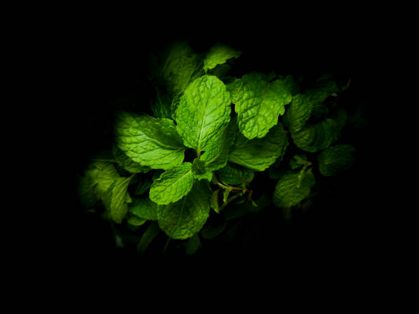 Peppermint tree in black background.  Green mint. Spearmint.