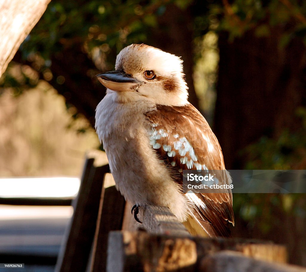 Jeune kookaburra - Photo de Animaux à l'état sauvage libre de droits