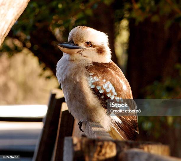 Photo libre de droit de Jeune Kookaburra banque d'images et plus d'images libres de droit de Animaux à l'état sauvage - Animaux à l'état sauvage, Australie, Chasser