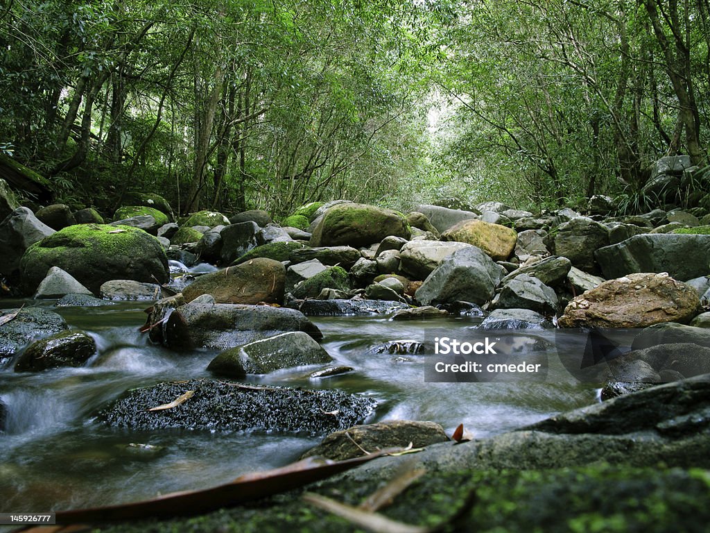 Verde del bosque y al río - Foto de stock de Actividades recreativas libre de derechos