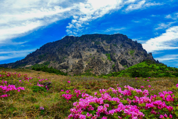 hallasan azalea flowers It is a beautiful spring landscape with azalea flowers in full bloom on Hallasan Mountain in Jeju Island, South Korea. rosa multiflora stock pictures, royalty-free photos & images