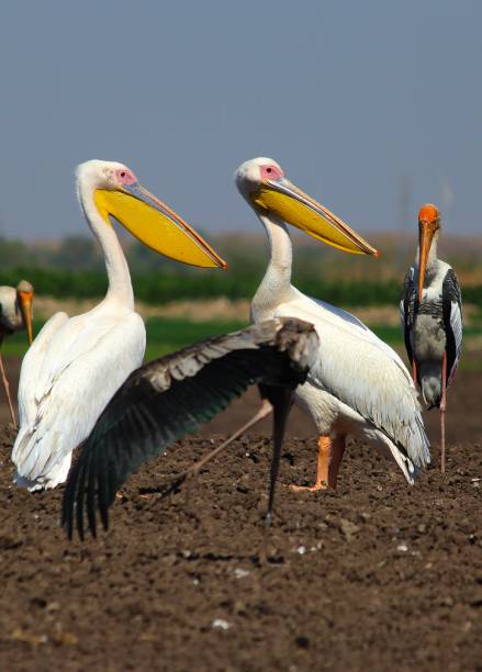 istock Pelican pelecanus onocrotalus) 1459267943