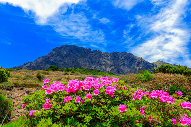 hallasan azalea flowers It is a beautiful spring landscape with azalea flowers in full bloom on Hallasan Mountain in Jeju Island, South Korea. rosa multiflora stock pictures, royalty-free photos & images