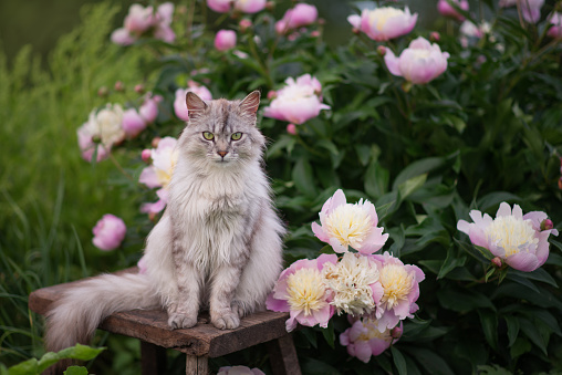 Photo of a beautiful cat near a bush of flowering peonies.