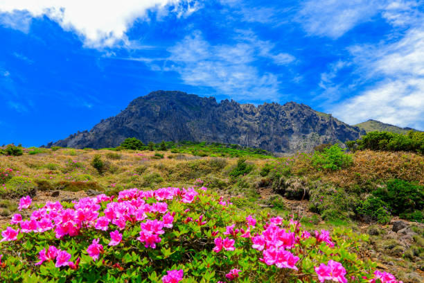 It is a beautiful spring landscape with azalea flowers in full bloom on Hallasan Mountain in Jeju Island, South Korea.