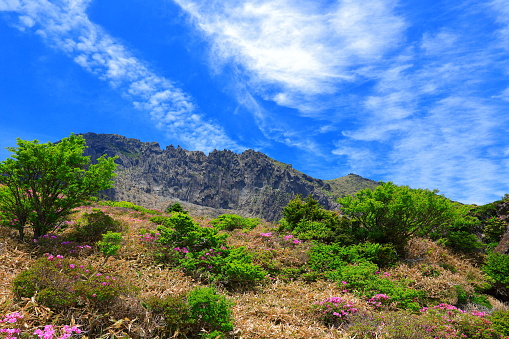 It is a beautiful spring landscape with azalea flowers in full bloom on Hallasan Mountain in Jeju Island, South Korea.