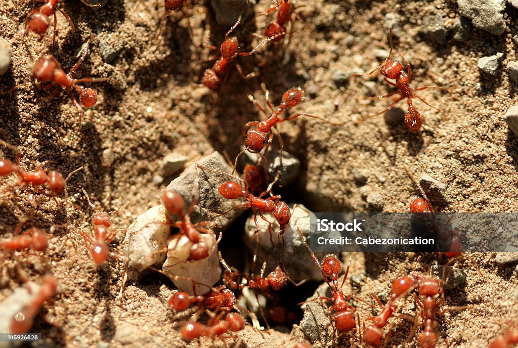 ants - Foto de stock de Hormiga roja de fuego libre de derechos