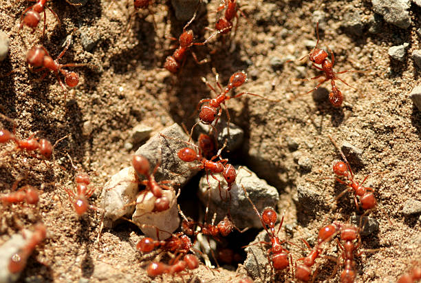 ants - foto de stock