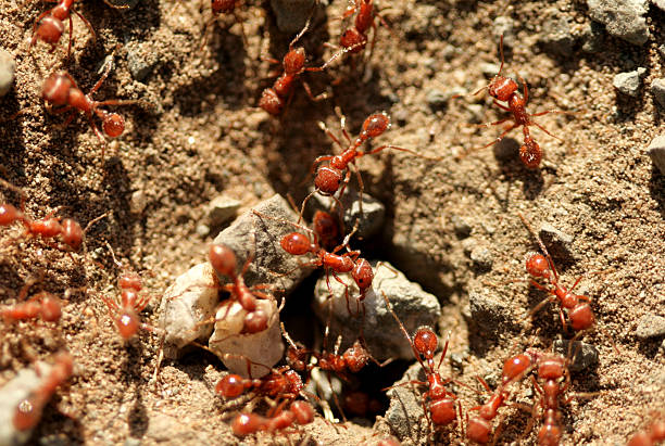 ants A close-up of ants working together. colony group of animals photos stock pictures, royalty-free photos & images