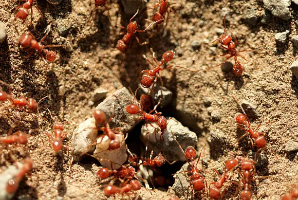 A close-up of ants working together.