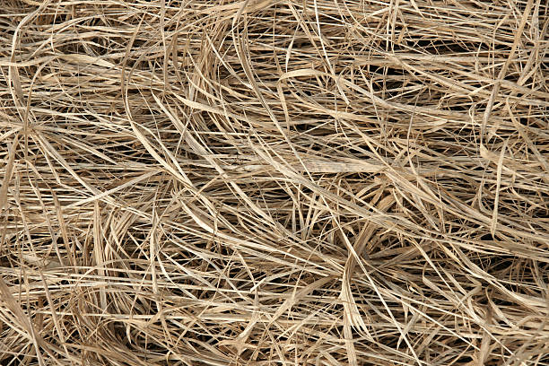 grass there stock photo