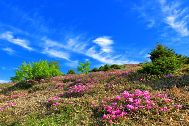It is a beautiful spring landscape with azalea flowers in full bloom on Hallasan Mountain in Jeju Island, South Korea.